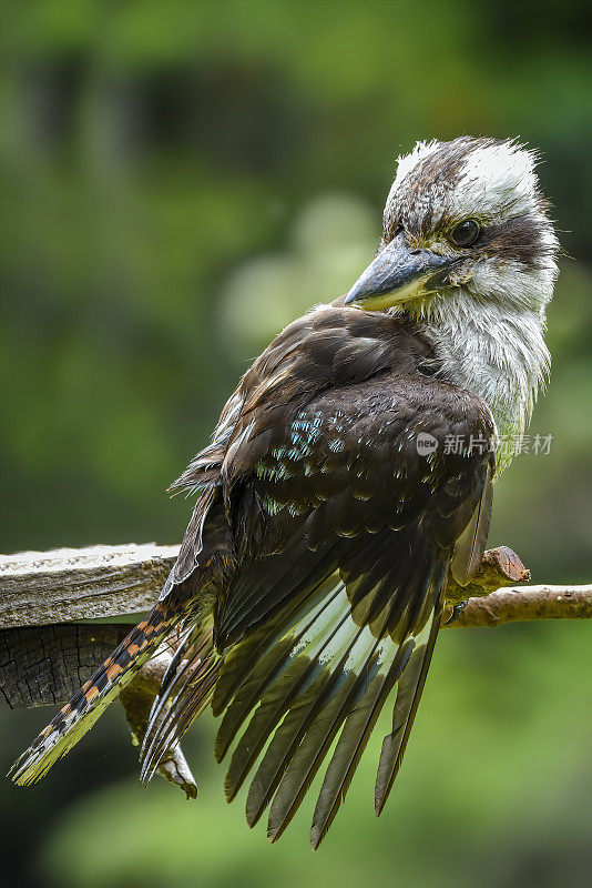 Kookaburra (Dacelo novae几内eae)